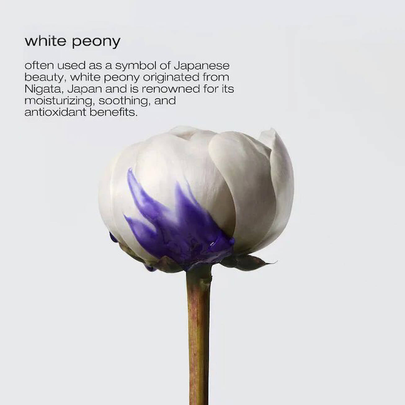 Shu Uemura Yubi Blonde Anti-Brass Purple Treatment