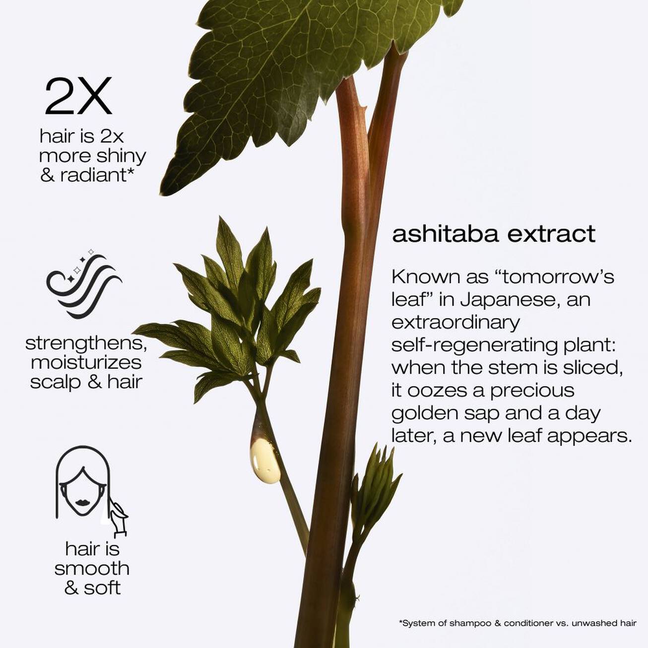 Ashita Suprême Luxury Ritual Bundle • Spar 20%